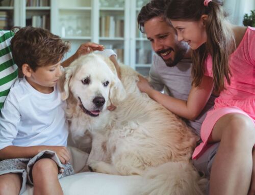 How to Maintain a Pet-Friendly Clean Home in Silver Spring This Summer