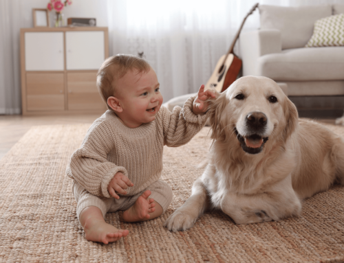 Master the Art of Pet-Friendly Cleaning with Silver Spring’s Experts